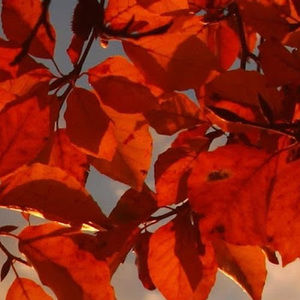 Meet your Posher, Izzy